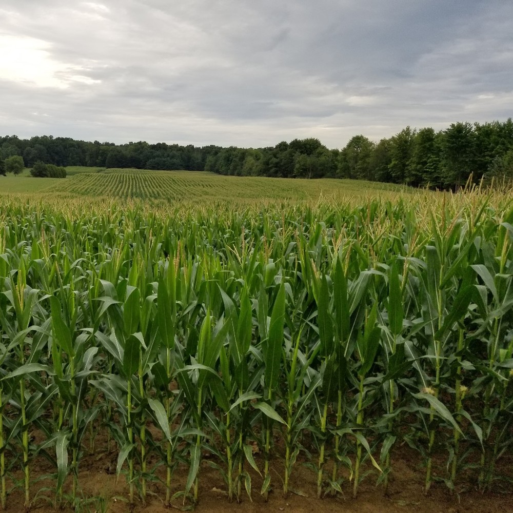 Meet your Posher, Meredith - Picture 1 of 1